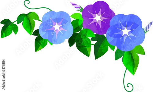 Japanese-Asagao-morning glory-あさがお-イラスト
