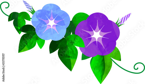Japanese-Asagao-morning glory-あさがお-イラスト