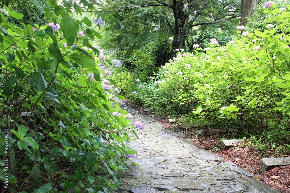 Obraz premium あじさい