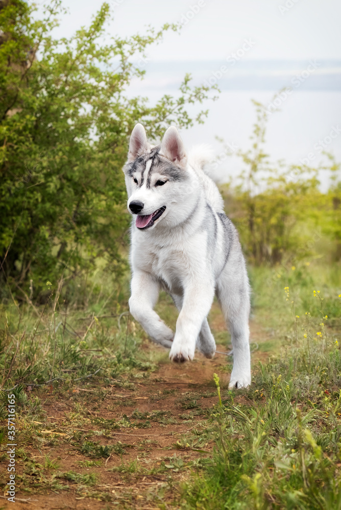 A Siberian Husky is running and jumping at a field.  The dog has grey and white fur; his eyes are brown. There is a lot of grass, green plants, and yellow flowers around him; the sky is grey..