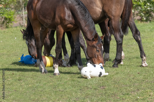 a herd of stallions playing with brightly colored rubber inflatable animal toys  in the pasture  riding horse
