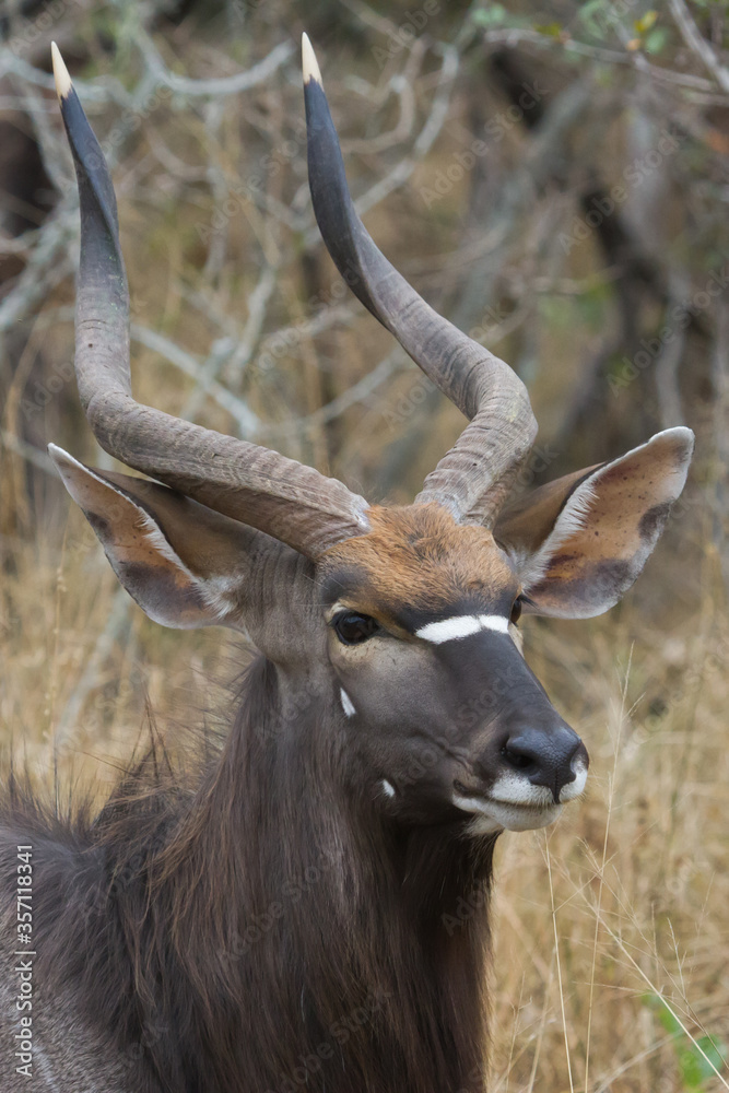 Head profile closeup of a magnificent male nyala with stunning horns in Kruger South Africa with bokeh