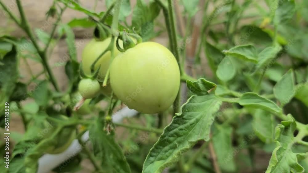 Baby cherry green tomatoe in backyard garden Baby cherry green tomatoe in backyard garden