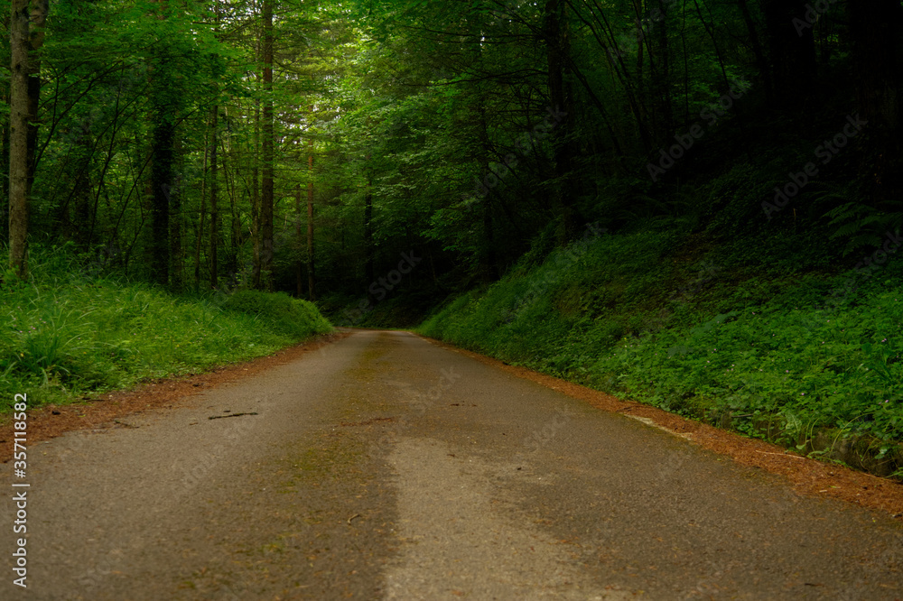 Obraz premium road in the forest