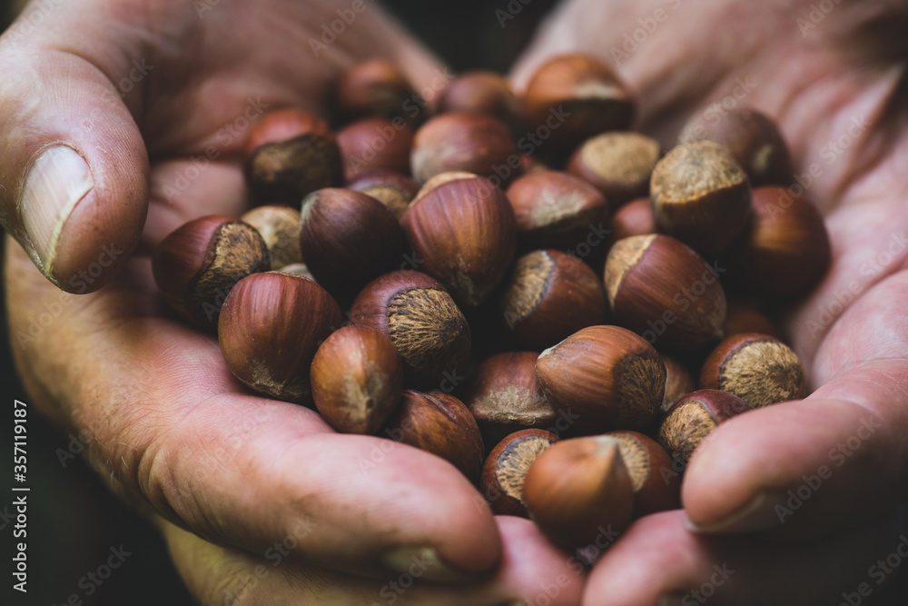 Farmer's hands with freshly harvested hazelnuts. Shallow depth of field. Farmer's hands with freshly harvested hazelnuts. Shallow depth of field.