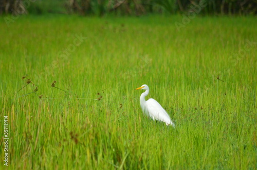 white heron in the grass