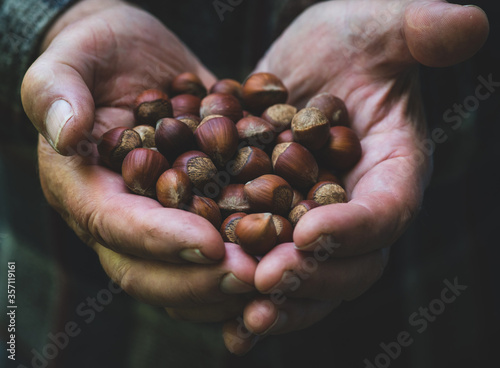 Farmer's hands with freshly harvested hazelnuts. Shallow depth of field. 