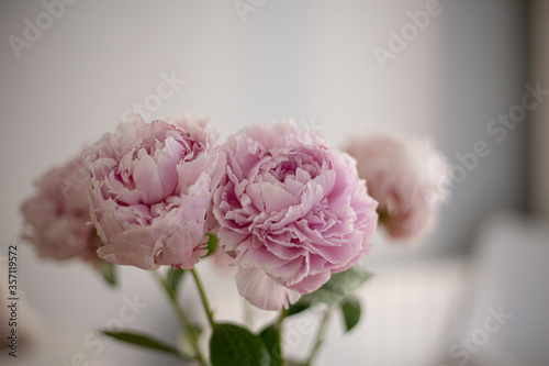 Fototapeta Naklejka Na Ścianę i Meble -  Pink peonies flower bouquet decorating an interior home