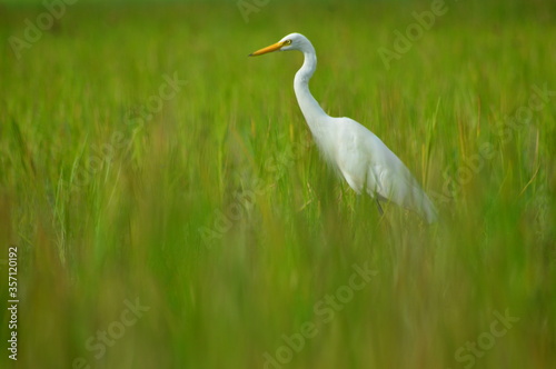 great white heron