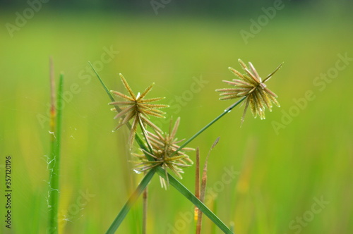 Wild flowers with green blurred background