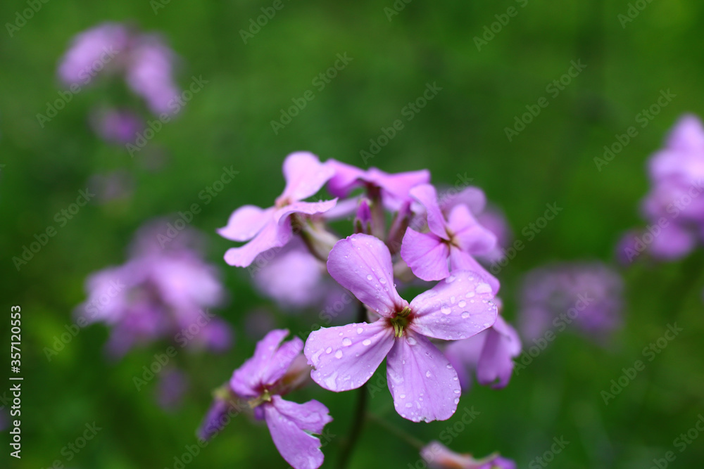 Pink flowers in the garden Pink flowers in the garden