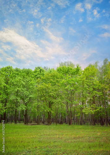 Deciduous forest in spring time. Nature background.