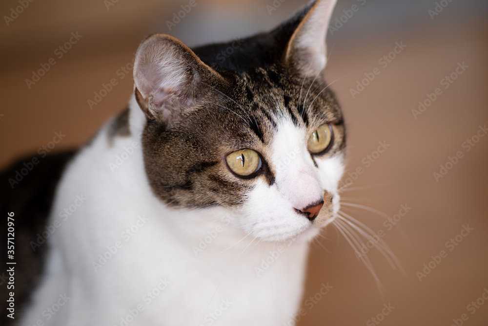 Fototapeta premium 見つめる猫 キジトラ猫