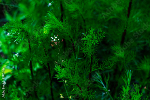 The photo of horsetail and white wild flower close-up. The home garden photo for your cozy and bright design.