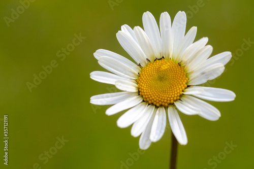 flowers with white petals on the plain on a beautiful summer day