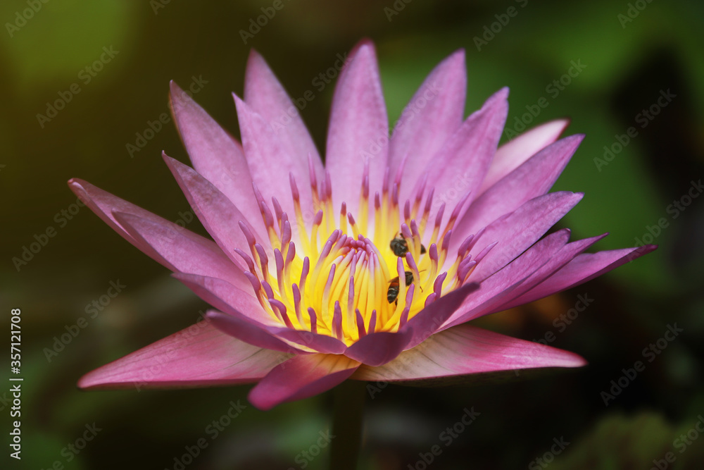 Waterlily an ornamental aquatic plant with large round floating leaves and large, typically cup-shaped,floating flowers Waterlily an ornamental aquatic plant with large round floating leaves and large, typically cup-shaped,floating flowers