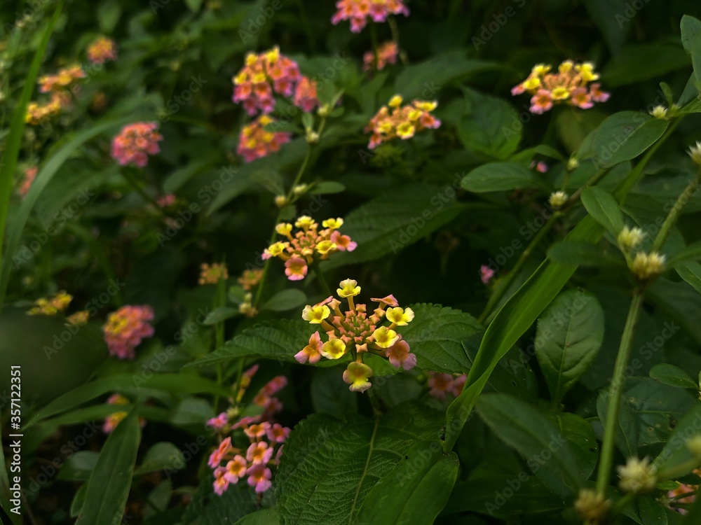 Multi-colored Lantana Camara flower Multi-colored Lantana Camara flower