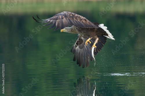 White tailed Eagle Catching eel Raptor Lake Hunting photo