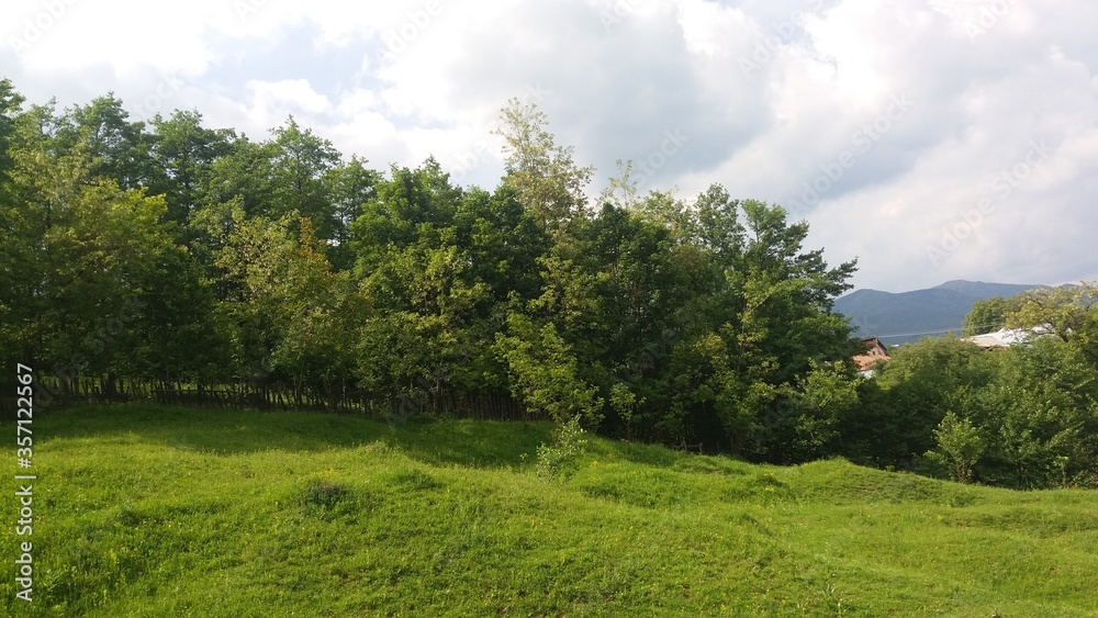 landscape with trees