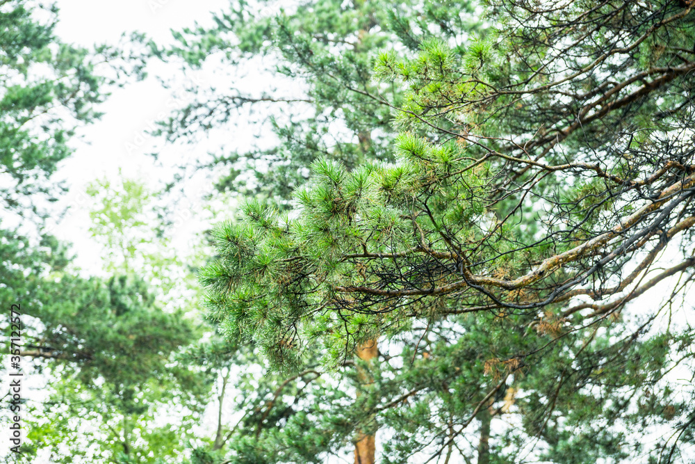 Pine branches in the park. Selective focus. Pine branches in the park. Selective focus.