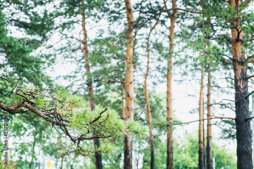 Pine branches in the park. Selective focus.