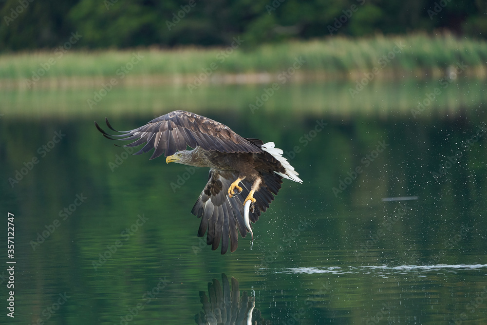 White tailed Eagle Catching eel Raptor Lake Hunting White tailed Eagle Catching eel Raptor Lake Hunting