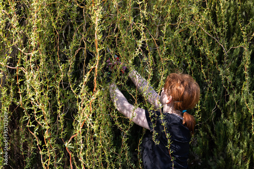 Weeping willow in early spring. Red-haired pruns pruning shears and too long hanging tree branches. photo