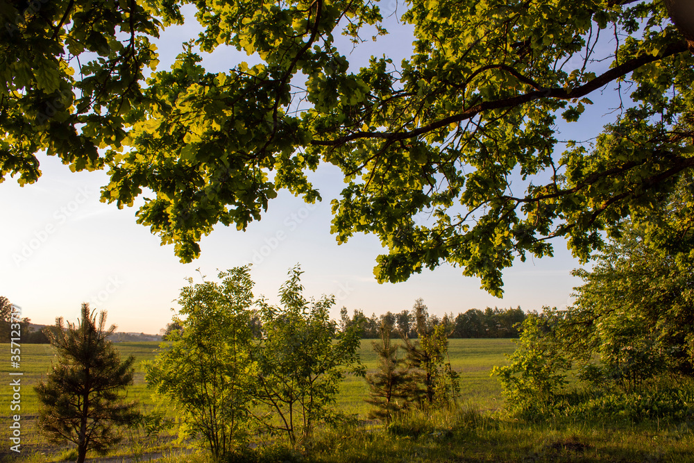trees in the field trees in the field