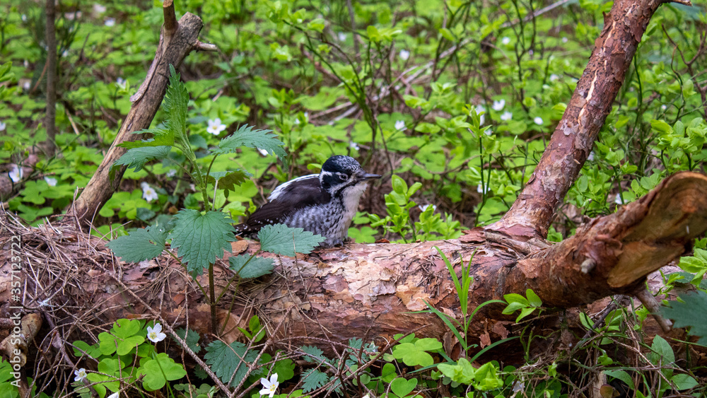 bird in a tree bird in a tree
