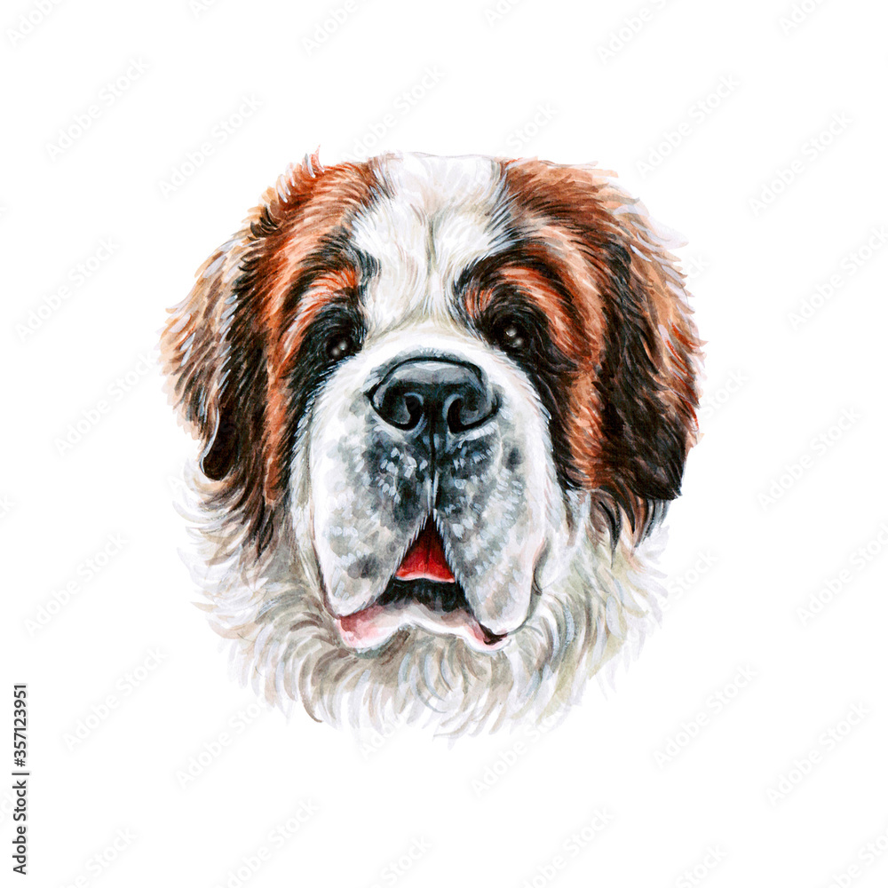 Watercolor illustration of a funny dog. Hand made character. Portrait cute dog isolated on white background. Watercolor hand-drawn illustration. Popular breed dog. Saint-bernard. Bernhardiner