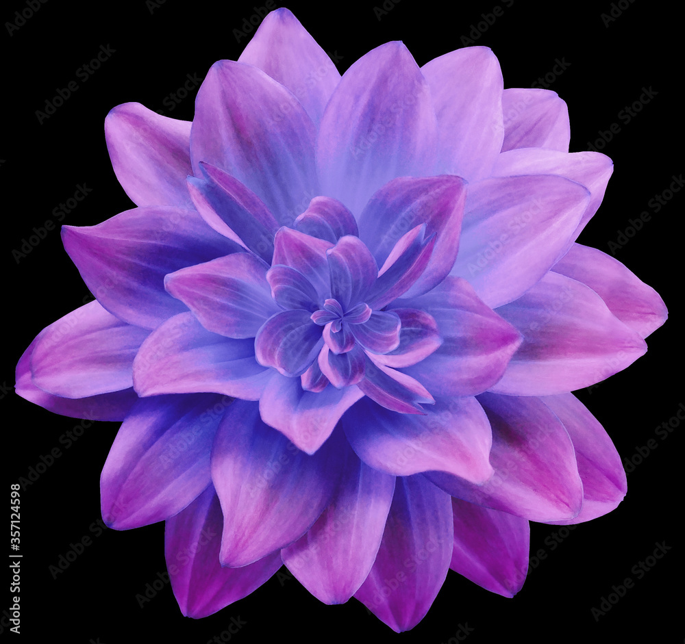Fototapeta premium dahlia flower pink-blue. Flower isolated on the black background. No shadows with clipping path. Close-up. Nature.