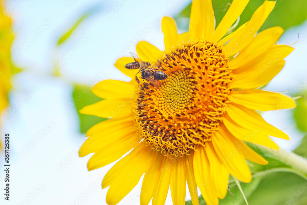 Naklejka premium outdoor photography of sunflower in the Republic of Mauritius,Africa