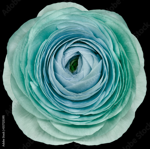 flower turquoise-blue  rose. .Flower isolated on the black background. No shadows with clipping path. Close-up. Nature. photo