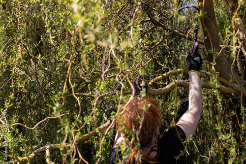 Red-haired woman cuts off thick branches of weeping willow during spring cleaning on the holiday plot.