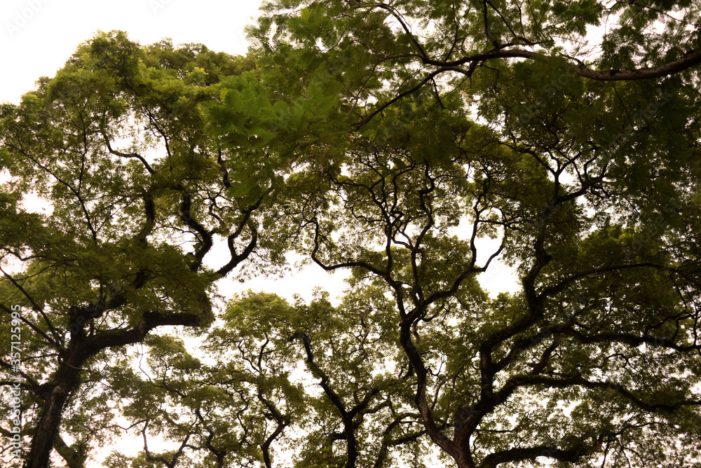 Fototapeta premium tree of life