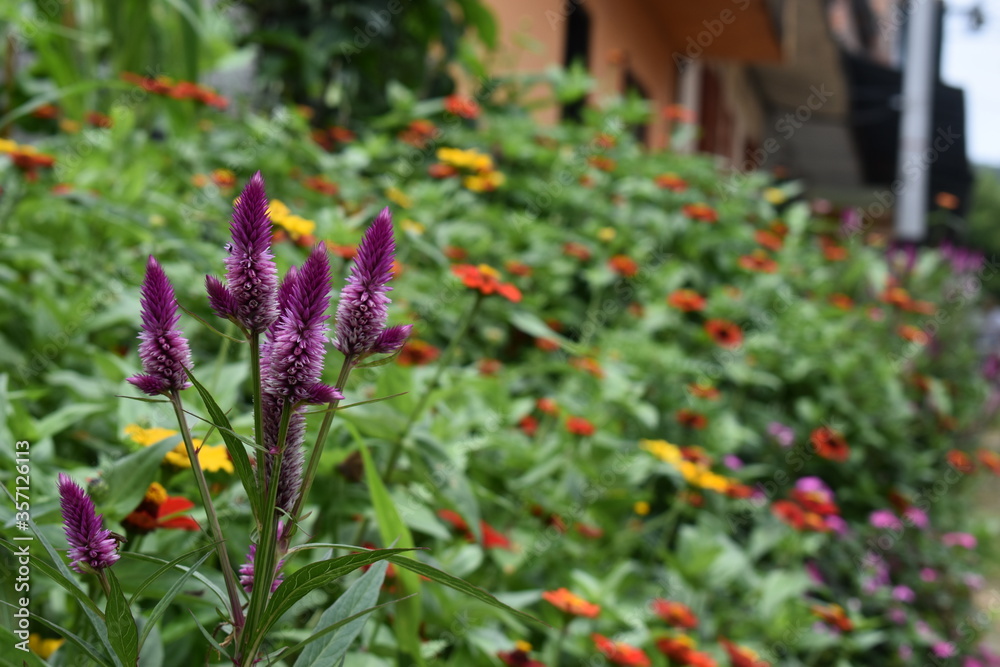 Obraz premium FLORES