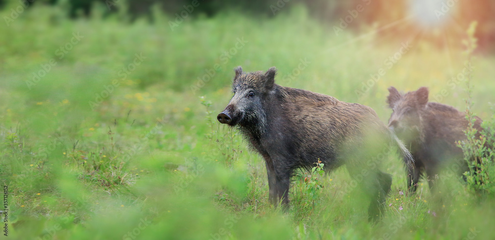 Wild Bounder (Sus scrofa) photographed in the spring, looking for food in the forest.Wide panoramic horizontal composition wild animal view with copy space. Wild Bounder (Sus scrofa) photographed in the spring, looking for food in the forest.Wide panoramic horizontal composition wild animal view with copy space.