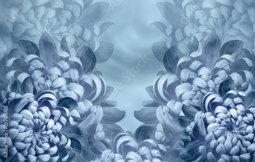 Flora blue background.. Flowers chrysanthemum petals close-up. Nature. © nadezhda F
