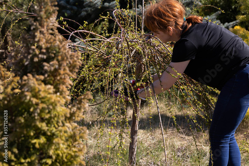 Weeping willow in early spring. Red-haired pruns pruning shears and too long hanging tree branches. photo