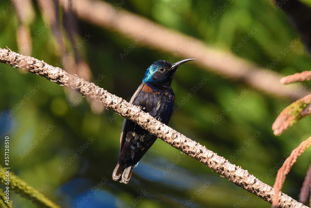 Purple sunbird on the tree branch. Purple sunbird on the tree branch.