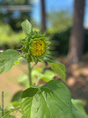 bee on sunflower