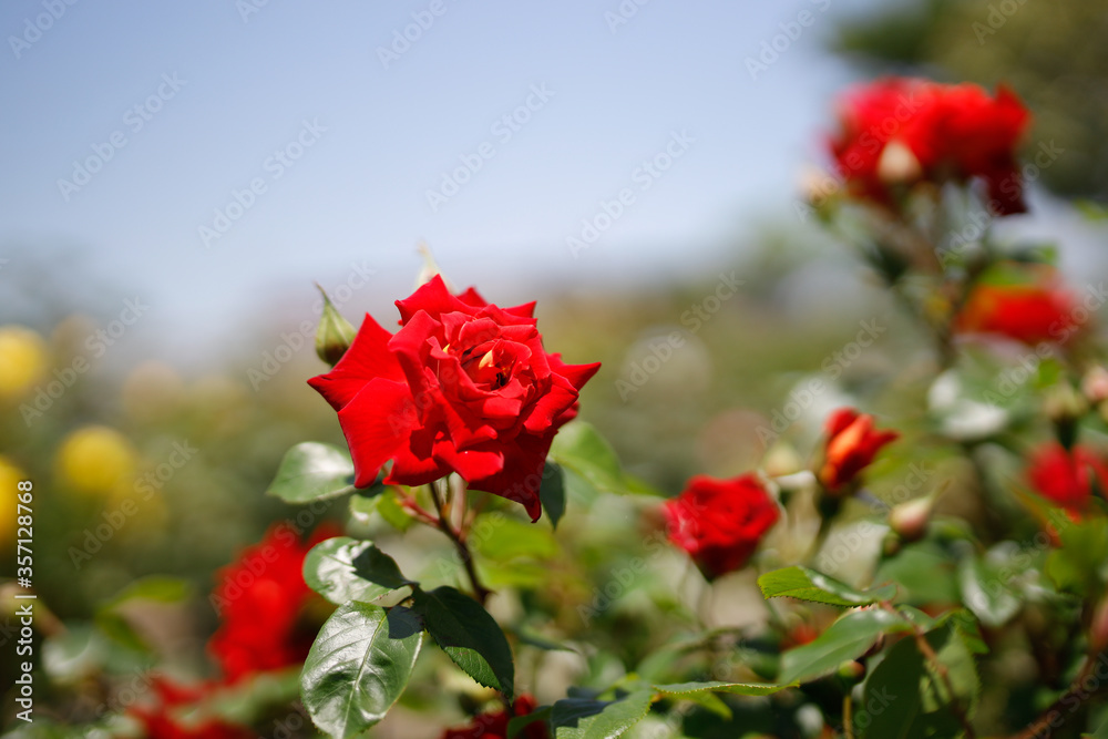 バラ園に咲く日本原産の赤い美し薔薇「かがやき」 バラ園に咲く日本原産の赤い美し薔薇「かがやき」