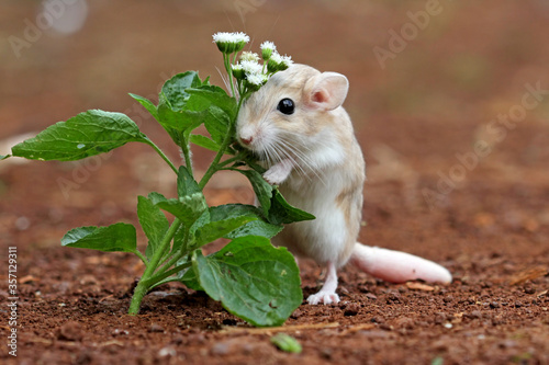 Canvas Print couple gerbillinae in the garden