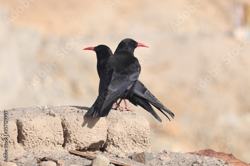 Fotografie Two red- billed chough cornish chough in ladakh