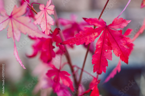 close-up of red japanese maple plant outdoor photo