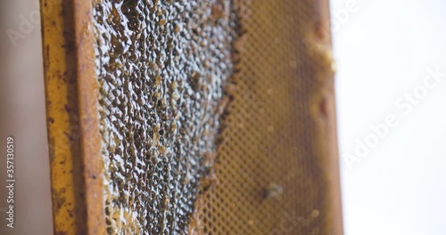 Beekeeper extract honey from honeycomb on the wooden frame, close up slow motion shot.
