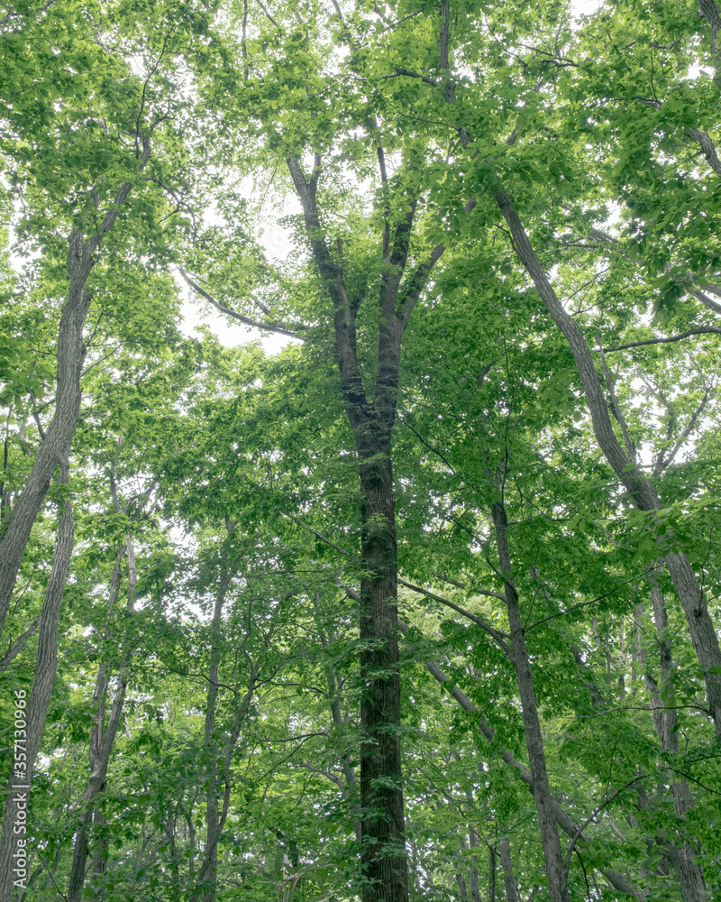 野幌森林公園の風景(Scenery of Nopporo Forest Park) 野幌森林公園の風景(Scenery of Nopporo Forest Park)