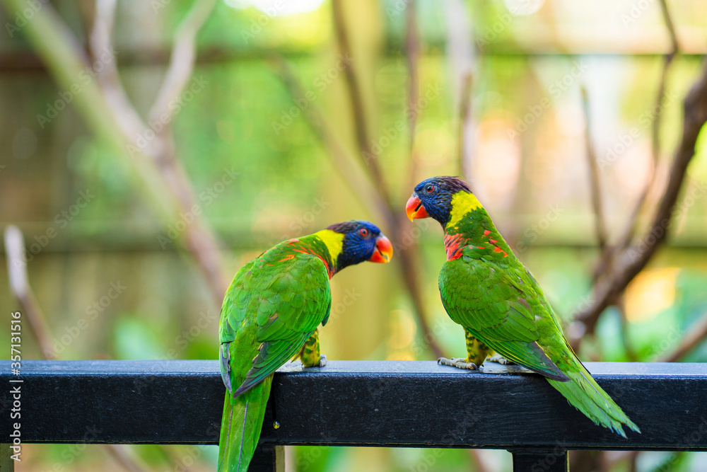 Obraz premium Rainbow Lorikeet parrots in a green park. Bird park, wildlife