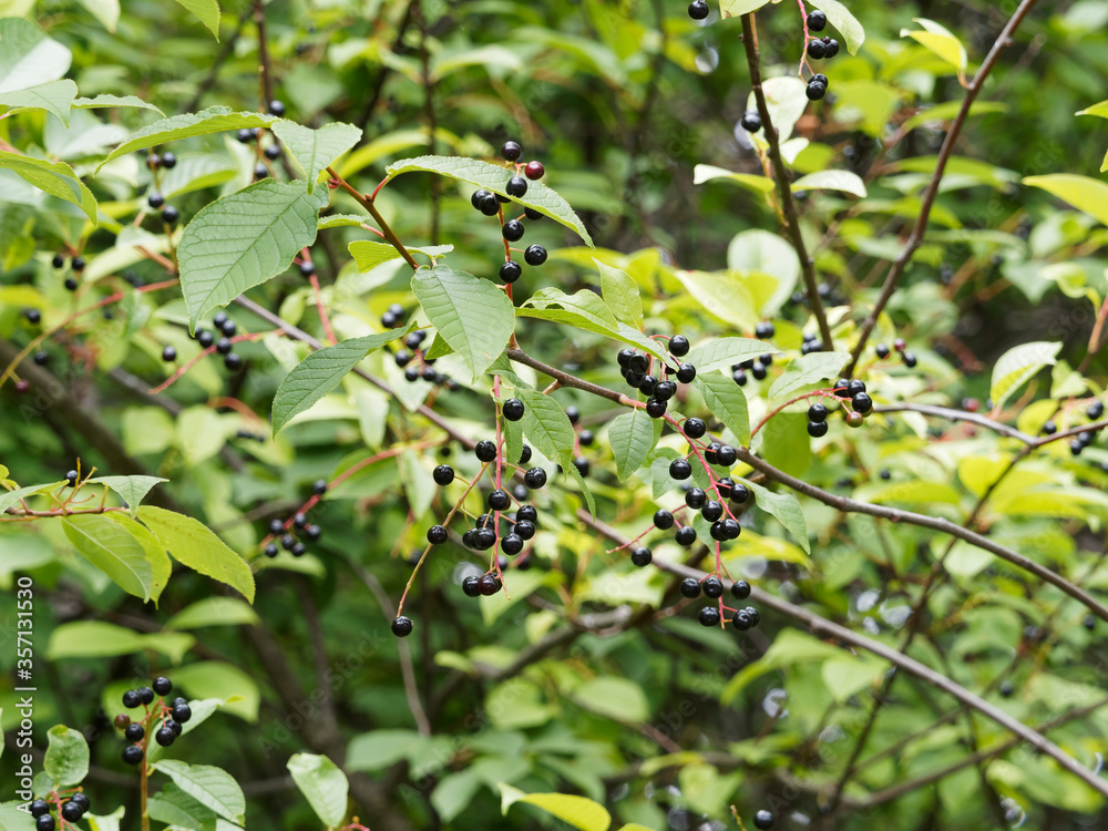 Prunus padus, Gewöhnliche Traubenkirsche mit cluster von kleinen runden und glänzend schwarz steinfrucht auf kleinen gewölbten Ästen zwischen fein gezahnte grüne Blätter
