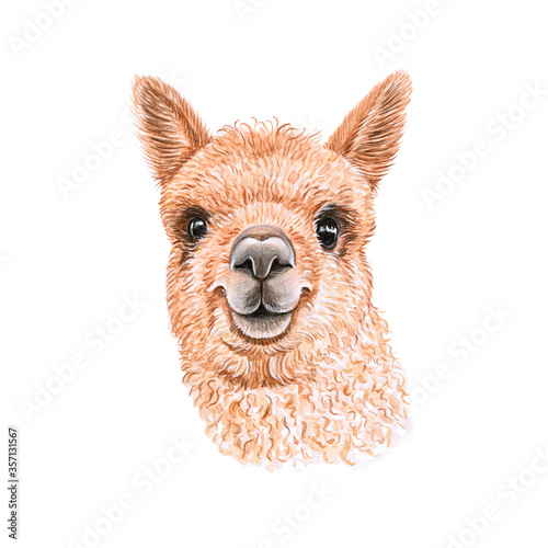 Watercolor illustration of a funny llama alpaca Hand made character. Portrait cute lama isolated on white background. Watercolor hand-drawn illustration. 